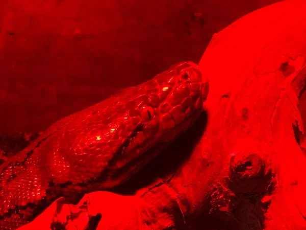 Boa Constrictor Snake Red Glass Serpentarium — Stock Photo, Image