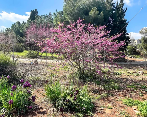 Blühender Zweig Des Cercis Siliquastrum Judasbaum Mit Rosa Blüten Israel — Stockfoto