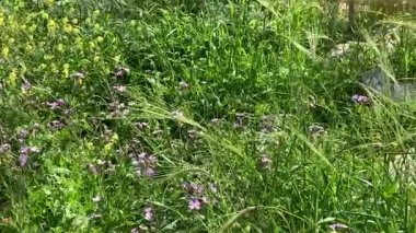 Yeşil kulaklı buğday, HD