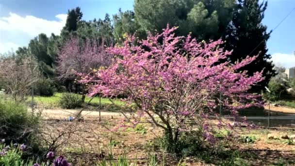 Çiçek Açan Cercis Silikastrum Judas Ağacı Ağacı Pembe Çiçekler Srail — Stok video