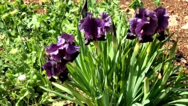 Gilboa Iris Iris Haynei Baker Gilboa Iris Bloeiend Natuurlijke Omgeving — Stockvideo