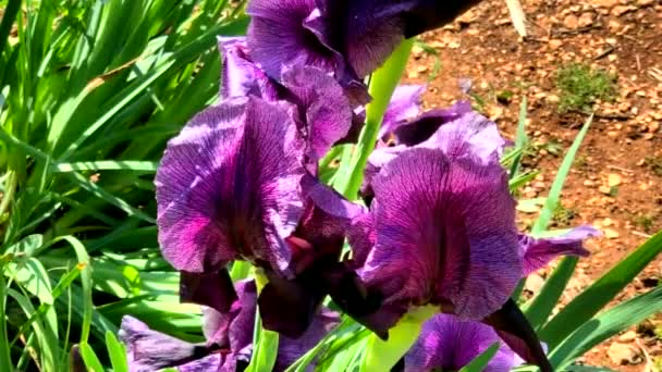 Gilboa Iris Iris Haynei Baker Gilboa Iris Bloeiend Natuurlijke Omgeving — Stockvideo