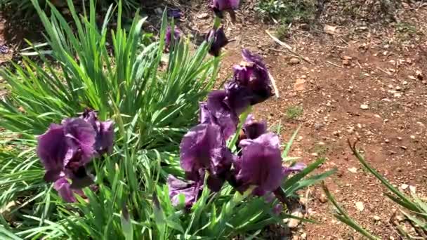Gilboa Iris Iris Haynei Baker Gilboa Iris Floreciendo Entorno Natural — Vídeos de Stock