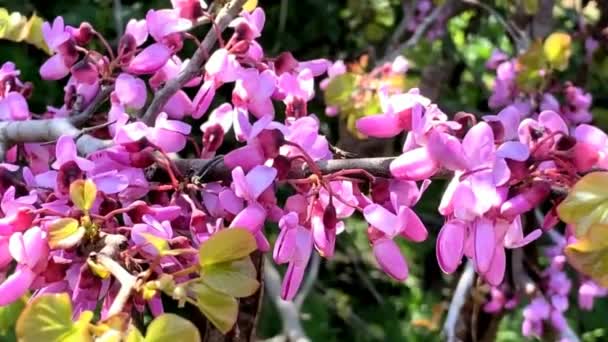 Floração Cercis Siliquastrum Judas Árvore Ramo Com Flores Rosa Israel — Vídeo de Stock