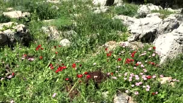 Włochaty Różowy Len Dziki Kwiat Czerwony Anemon — Wideo stockowe