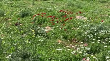 Gilboa Dağı 'nın (İsrail) panoramik manzarası. 4K