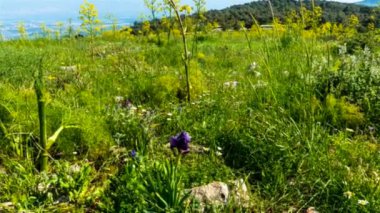 Gilboa Gözü. Iris Haynei Baker. Gilboa Iris, doğal ortamda çiçek açıyor. İsrail. Yakınlaştır. HD