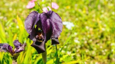 Gilboa Gözü. Iris Haynei Baker. Gilboa Iris, doğal ortamda çiçek açıyor. İsrail. Yakınlaştır. HD