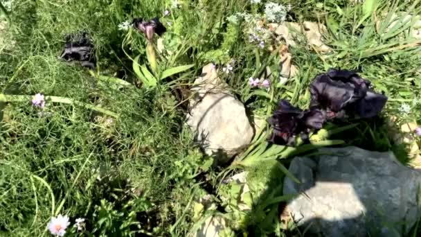 Íris Gilboa Iris Haynei Baker Gilboa Iris Florescendo Ambiente Natural — Vídeo de Stock