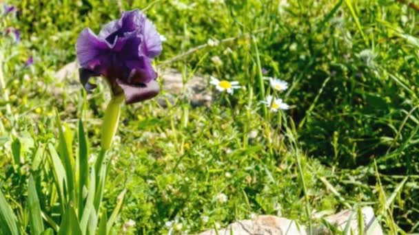 Tęczówka Gilboa Iris Haynei Baker Gilboa Iris Kwitnie Środowisku Naturalnym — Wideo stockowe
