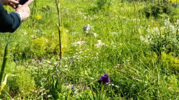 Íris Gilboa Iris Haynei Baker Gilboa Iris Florescendo Ambiente Natural — Vídeo de Stock