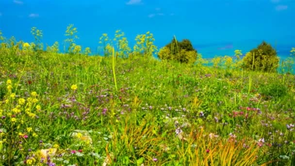 Panoramic View Mount Gilboa Meadow Israel Zoom — Stock Video