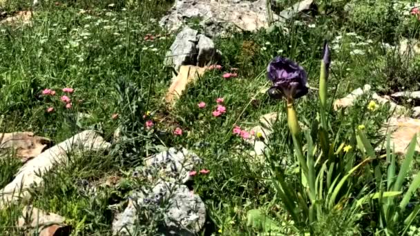 Gilboa Iris Iris Haynei Baker Gilboa Iris Bloeiend Natuurlijke Omgeving — Stockvideo