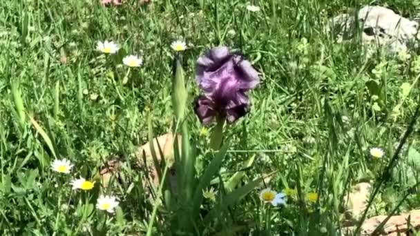 Gilboa Iris Iris Haynei Baker Gilboa Iris Bloeiend Natuurlijke Omgeving — Stockvideo