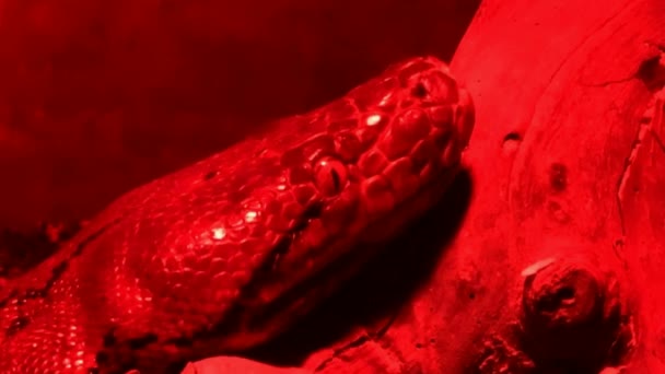 Boa Constrictor Snake Red Glass Serpentarium — Stock Video