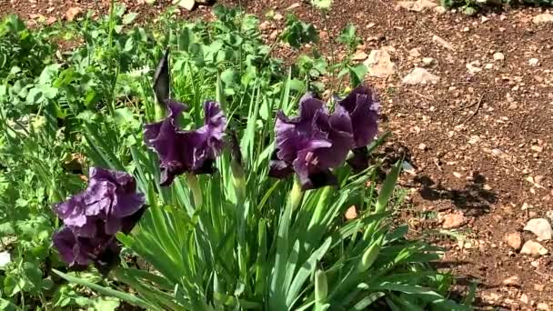 Gilboa Iris Iris Haynei Baker Gilboa Iris Blüht Der Natürlichen — Stockvideo