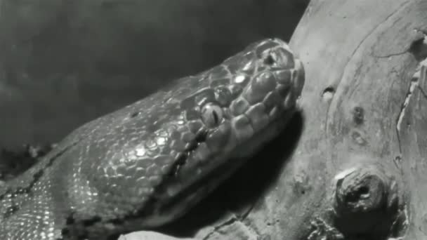 Boa Constrictor Kígyó Üveg Szerpentáriumban — Stock videók