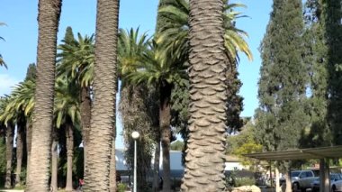 Mavi gökyüzü arka planındaki palmiye yolu. 4K