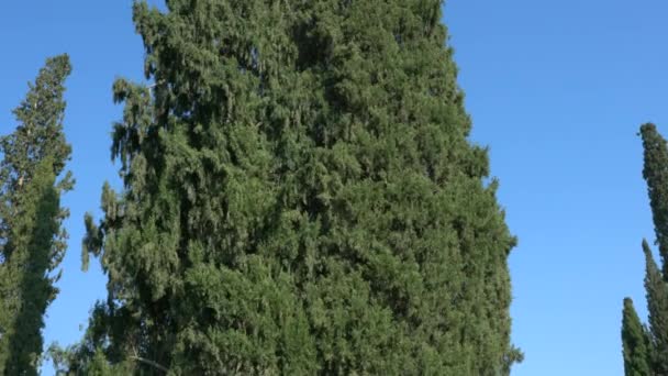 Riesige Zypernbäume Mit Schönem Laub — Stockvideo