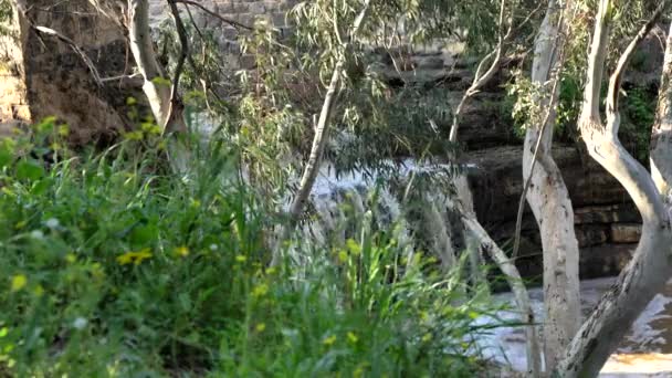 Harod Stream Beit Shean Valley Vodopád Starý Akvadukt Eukalyptovém Háji — Stock video