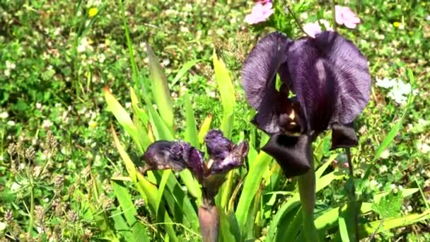 Íris Gilboa Iris Haynei Baker Gilboa Iris Florescendo Ambiente Natural — Vídeo de Stock
