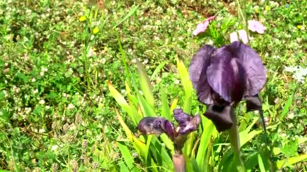 Íris Gilboa Iris Haynei Baker Gilboa Iris Florescendo Ambiente Natural — Vídeo de Stock