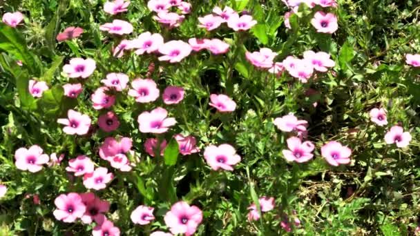 Haarige Rosa Flachs Wildblume — Stockvideo