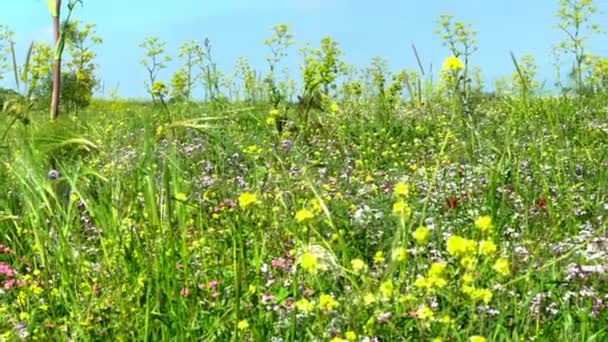 Bahar Otlağının Panoramik Manzarası — Stok video