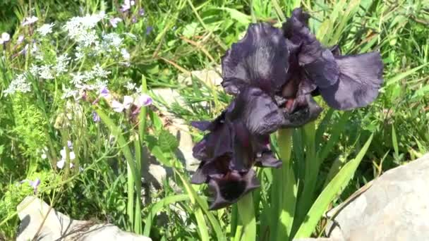 Gilboa Iris Iris Haynei Baker Gilboa Iris Bloeiend Natuurlijke Omgeving — Stockvideo