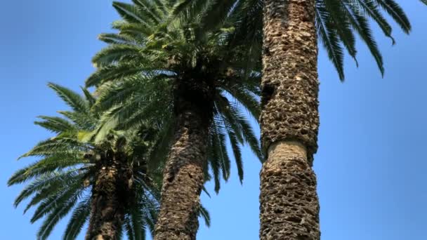Palmová Ulička Pozadí Modré Oblohy — Stock video