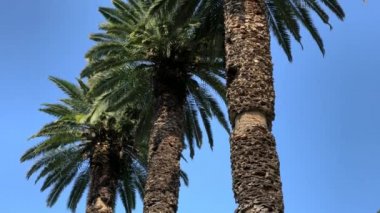 Mavi gökyüzü arka planındaki palmiye yolu. 4K