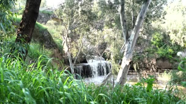 Harod Stream Beit She Valley Vodopád Starý Akvadukt Eukalyptovém Háji — Stock video