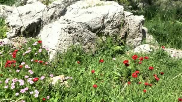 Linho Rosa Peludo Flor Selvagem Anêmona Vermelha — Vídeo de Stock