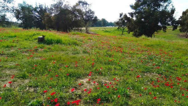 Jarní Louka Kvetoucími Červenými Sasankami Kalanity Calanit Korunován Jako Izraelský — Stock fotografie