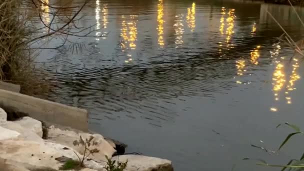 Prachtige Reflectie Rivieroppervlak Bij Voorjaarsavond — Stockvideo