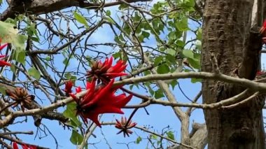 Hint mercan ağacı, Kaplan pençesi, parlak kırmızı çiçekli Variegated Coral Tree (Erythrina variegata L.). 4K