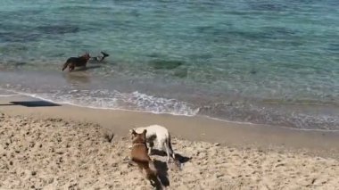 Köpekler özel deniz plajında oynarlar.