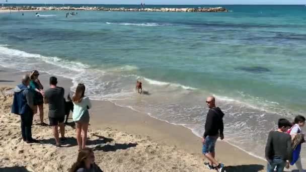 Tel Aviv Izrael Března 2019 Neznámí Muži Ženy Psí Pláži — Stock video