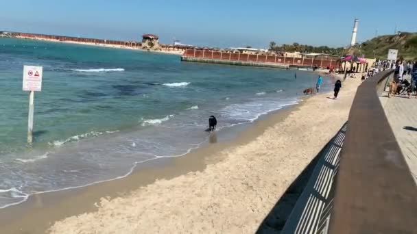 Tel Aviv Israël Maart 2019 Hondenstrand Favoriete Vakantieplaats Voor Lokale — Stockvideo