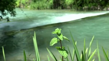 Ürdün 'ün ana kaynağı İsrail' in Baniyas kentinin yakınında Hermon Dağı eteğinde 4K