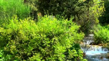 Celile dağlarında bir dere. İsrail. HD