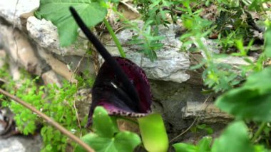 Çiçekli Dracunculus vulgaris, Dracunculus familyasından bir aroid türüdür ve ejderha arumu, kara arum, voodoo zambağı, yılan zambağı, pis kokulu zambak, siyah zambak türüdür. 4K