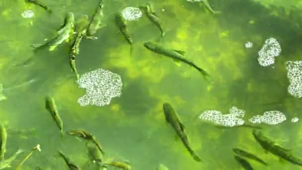 Forellen Schwimmen Einem Gebirgsfluss — Stockvideo