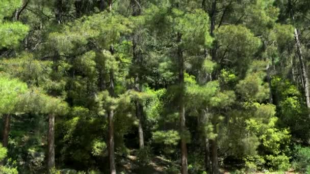 Hutan Pohon Pinus Yang Mekar — Stok Video