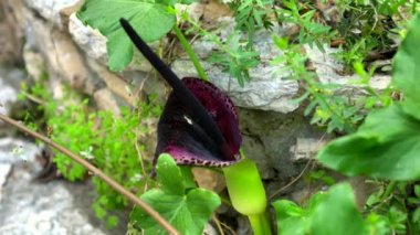 Çiçekli Dracunculus vulgaris, Dracunculus familyasından bir aroid türüdür ve ejderha arumu, kara arum, voodoo zambağı, yılan zambağı, pis kokulu zambak, siyah zambak türüdür. 4K