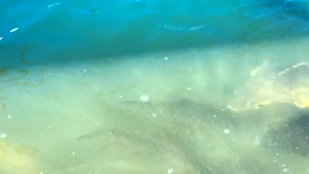 Große Störe Schwimmen Trübem Wasser Nahe Der Oberfläche Blick Von — Stockvideo