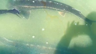 Yüzeye yakın sularda yüzen büyük mersin balıkları. Yukarıdan bak. Ağır çekim. 4K.