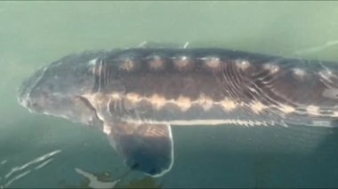 Yüzeye yakın sularda yüzen büyük mersin balıkları. Yukarıdan bak. Ağır çekim. 4K.