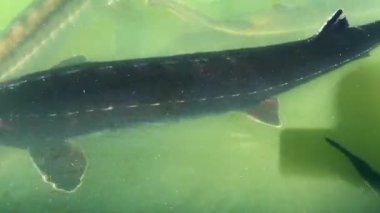 Yüzeye yakın sularda yüzen büyük mersin balıkları. Yukarıdan bak. Ağır çekim. 4K.