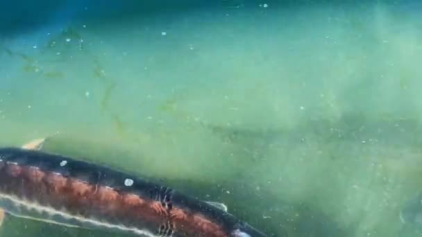 Великі Осетрові Плавають Каламутній Воді Поблизу Поверхні Вид Зверху Повільний — стокове відео